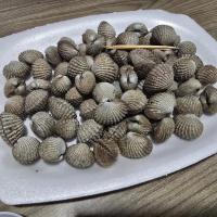 Kerang